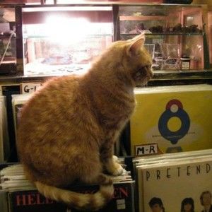 Meet your Posher, Jacqueline